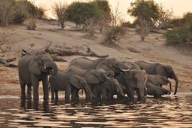 Chobe Day Trip - Key Points