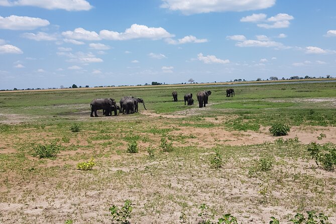 Chobe Full Day Safari in Chobe - Good To Know