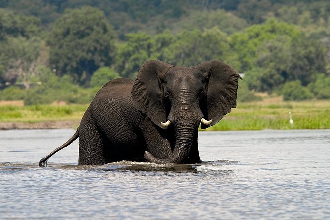 Chobe Full Day Safari Trip - Good To Know