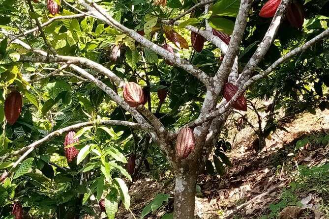 Chocoserrano Chocolate Tour 1 Day -- Santa Marta - Good To Know