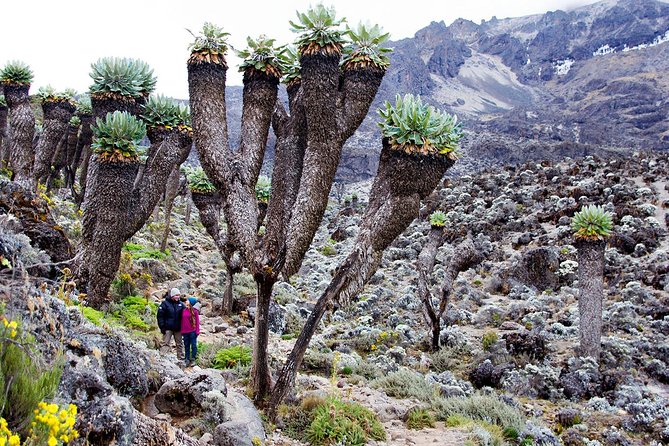 Climb Mount Kilimanjaro: 7 Days Machame Route