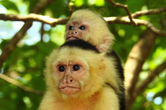 Combo 1: Jungle Night Tour & Day Tour Manuel Antonio - Good To Know