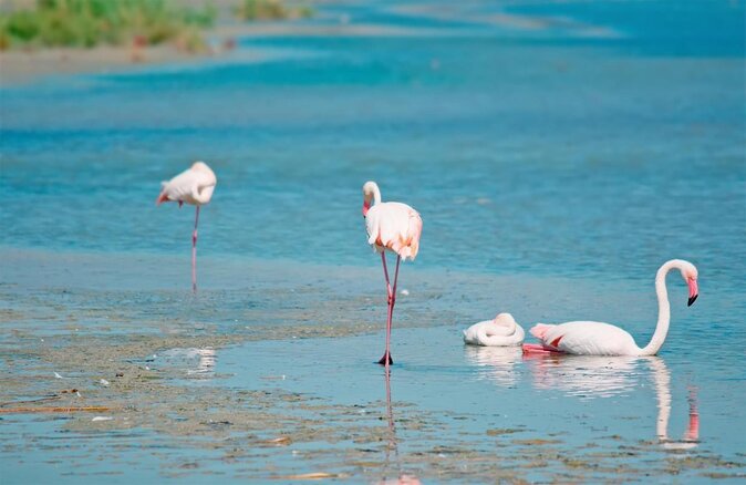 Combo: Cagliari Old Town and the Oasis of Flamingos - Good To Know