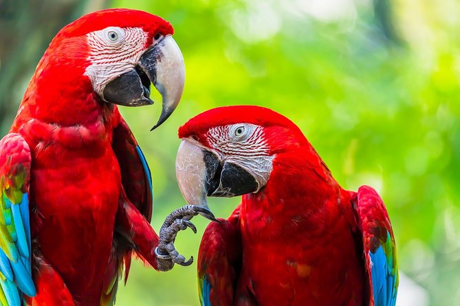 Corcovado Deluxe & Arenal Volcano Expedition 8D/7N Vacation Package - Package Overview