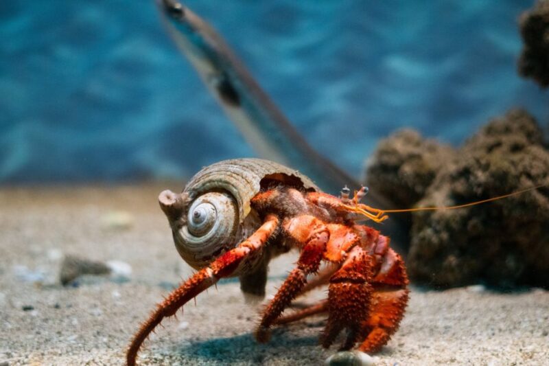Corfu: Aquarium Entry Ticket With Guided Tour - Good To Know