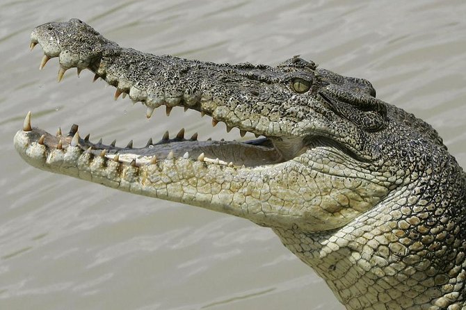 Crocodiles Park Ticket With Transfers - Good To Know