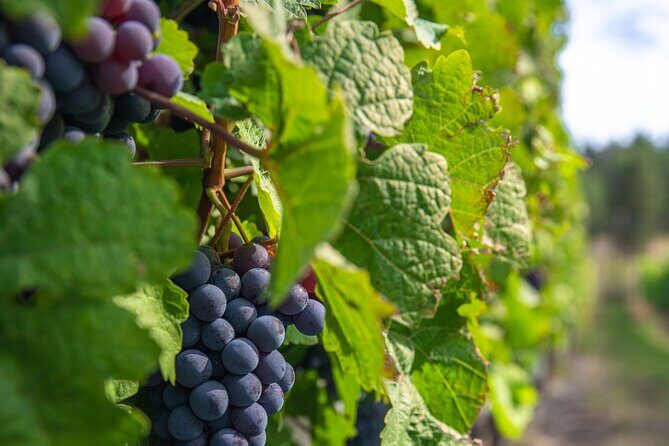 Kelowna Bachelorette Half Day Wine Tour Guided With 4 Wineries