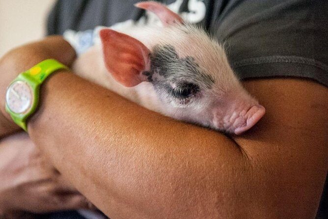 Farm Tour: the Cinta Senese Tuscan Pig