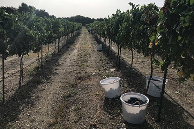North Texas Wineries & Vineyards Tour & Tastings-6 Person Minimum