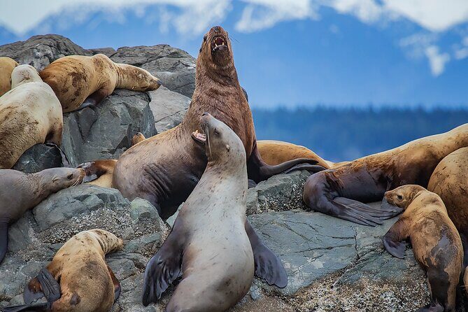 4 Hour Afternoon Whale Watching Tour
