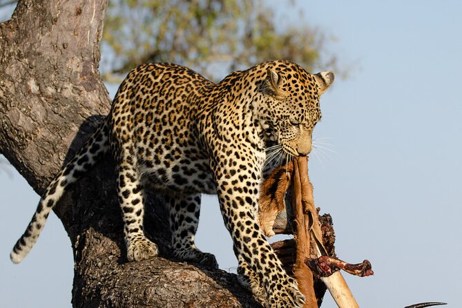 Daily Pilanesberg National Park Private Shuttle Services - Good To Know