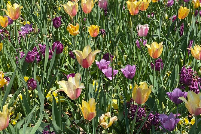 Dallas Arboretum and Botanical Gardens Tour - Good To Know