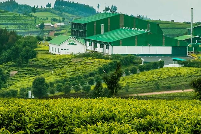 Darjeeling Tea Garden Tour - Good To Know