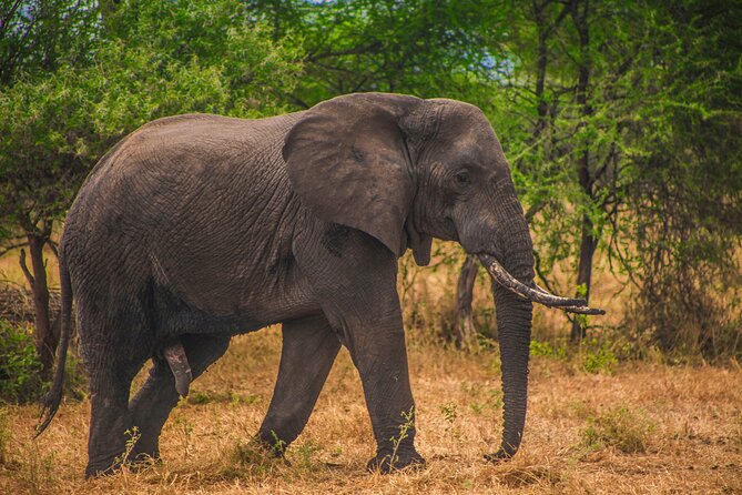 Day Safari Tour to Mikumi National Park - Good To Know