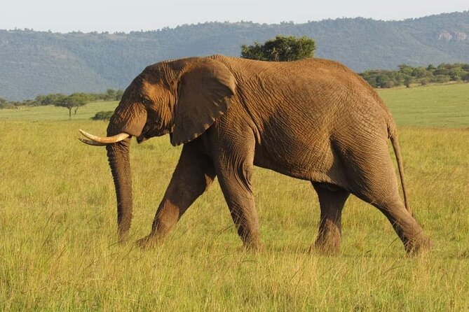 Day Tour to Amboseli National Park From Nairobi - Good To Know