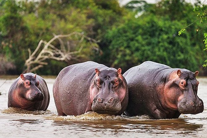 Day Trip Safari - Akagera National Park With Optional Lake Ihema Boat Safari - Good To Know
