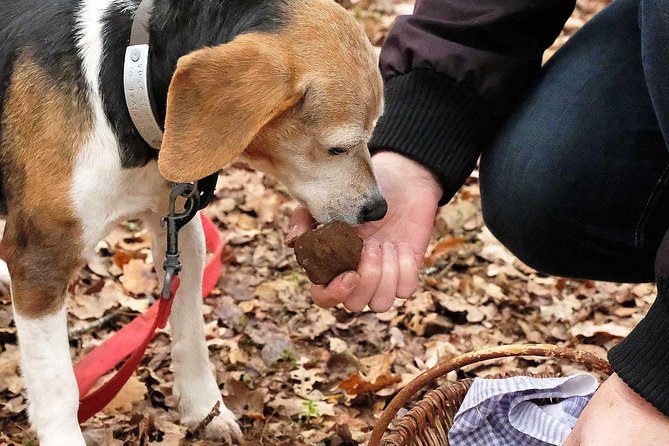Day Trip: Truffle Hunting With Lunch and Spello Guided Tour - Key Points