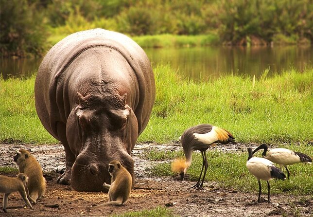 Day Trip - Tsavo East National Park ( Man Eater Lions of Tsavo & Other Big Five) - Good To Know