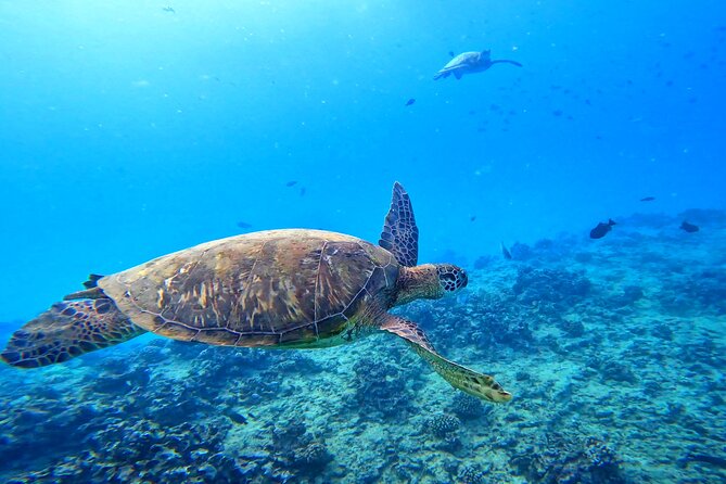 Deluxe Turtle Snorkeling Escapade at Waikiki - About Your Stay
