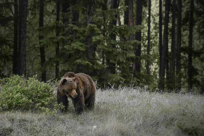 Discover Jasper and Its Wildlife - Good To Know