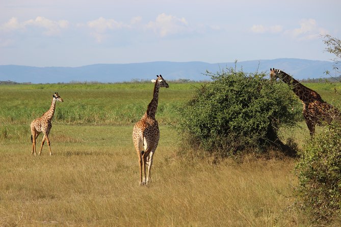 Discover the Beauty of Rwanda in 12Days - Good To Know