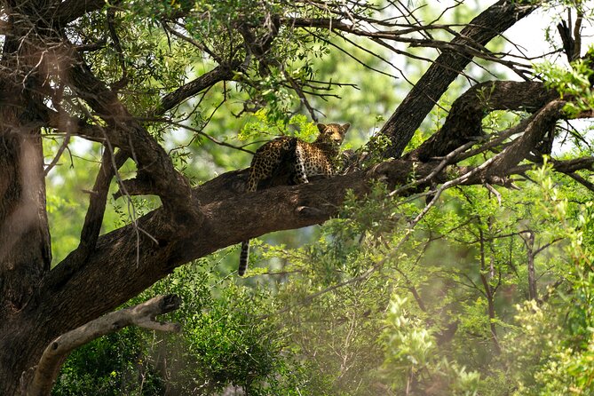 Discover the Pilanesberg With a Personalized Full Day Safari - Good To Know