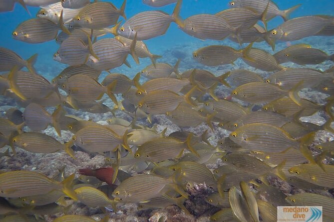 Dive Baptism 1 Dive In Tenerife 3,5h - Participation Requirements