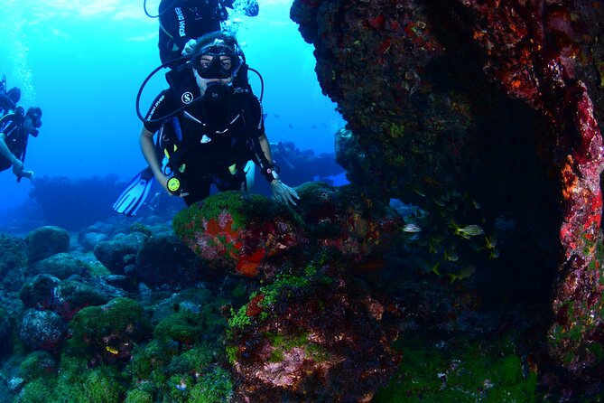 Diving Experience in Fernando De Noronha - Good To Know
