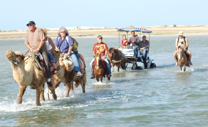 Djerba: Horse and Camel Combo Caravan Tour - Good To Know