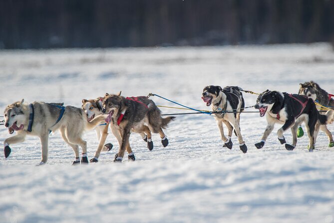 Dog-Pulled ATV Experience|Fairbanks|The Date With Aurora Alaska - About Your Stay