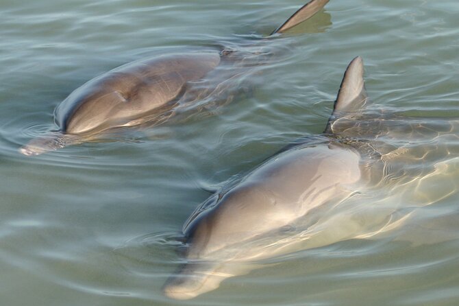 Dolphin and Manatee Clear Kayak or Paddleboard Island Hop Tour - Good To Know