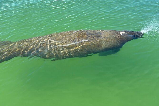 Dolphin and Manatee Paddle Board Guided Activity - Good To Know