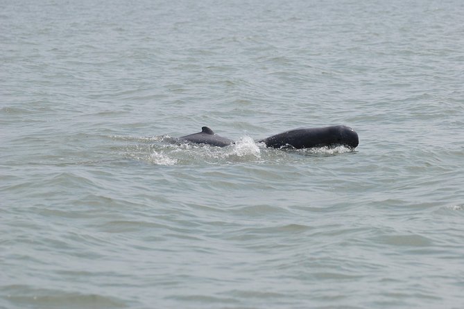 Dolphin Mangrove Cruise - Good To Know