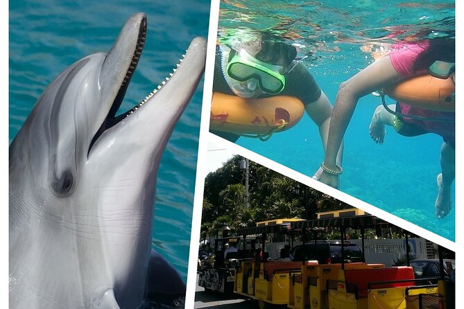 Dolphin Morning Watching & Snorkeling + Open Bar + 1 Day Hop-On Hop-Off Fun - Good To Know