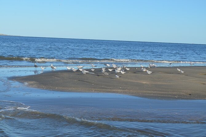 Dolphin Tour Hilton Head Island SC - Good To Know