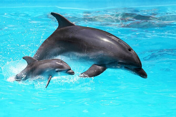 Dolphin Tour & Inshore Fishing Adventure (Flowing Water Charters) - Good To Know