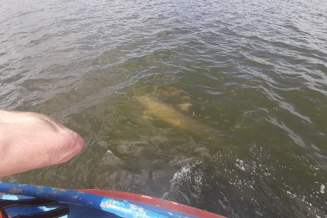 Dolphin Watching in Puerto El Morro From Guayaquil