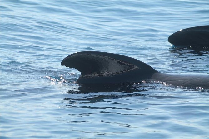 Dolphins Watching in Gibraltar - Day Trip From Seville - Good To Know