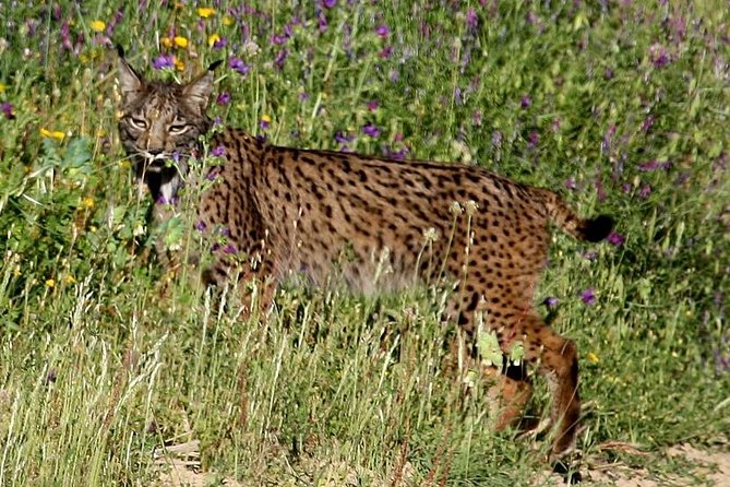 Donana National Park & Matalascanas Guided Tour From Seville - Tour Itinerary
