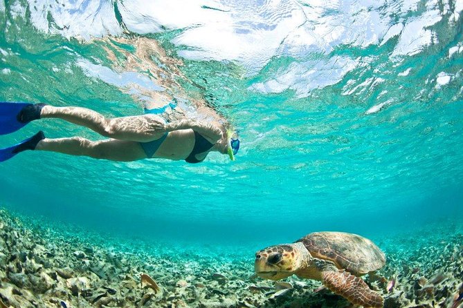Double Reef Snorkel, Dolphin & BBQ - Good To Know