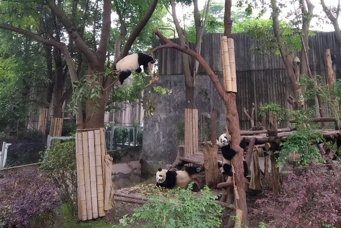 Dujiangyan Panda Center and Dujiangyan Irrigation System One Day Tour - Tour Highlights