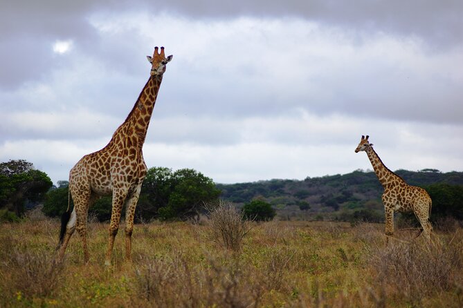 Economic 1Day Maputo Special Reserve Safari(Maputo National Park) - Good To Know