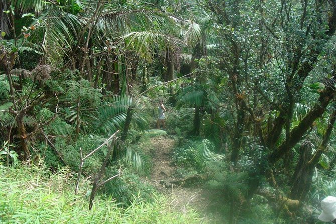 El Yunque Rainforest Full Day Private Tour - Tour Overview and Details