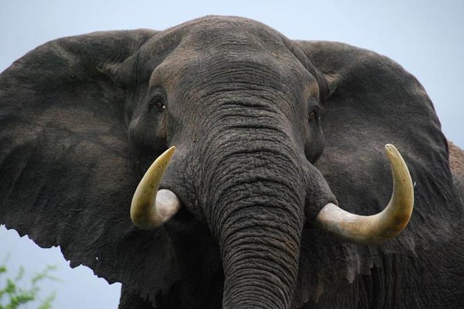 Elephant Sanctuary Tour From Johannesburg - Good To Know