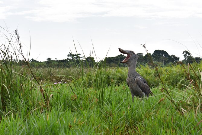 Entebbe Eco Tour - Full Day - Good To Know