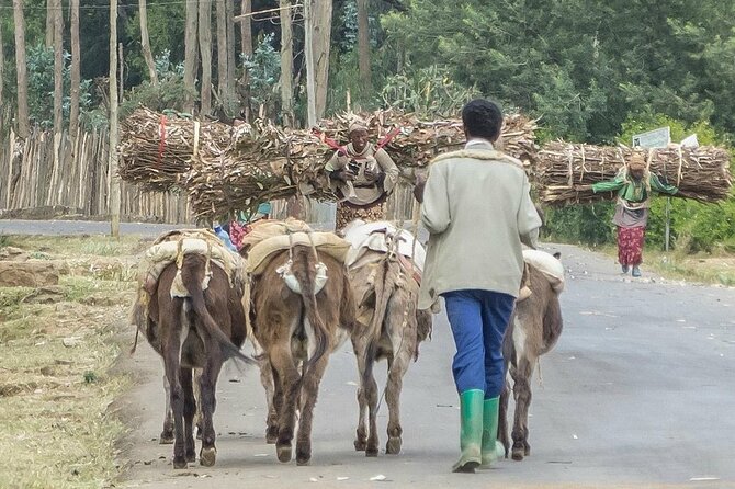 Entoto Mountain From Addis Ababa - Good To Know