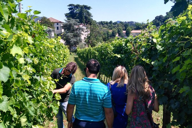 Euganean Hills Wine Tour - Key Points