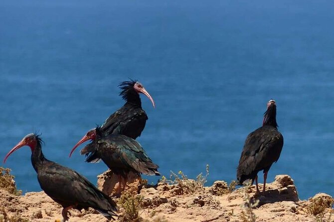 Excursions to the Souss Massa National Park - Good To Know