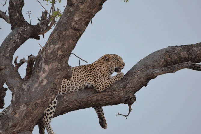 Exhilarating 7 Day Kruger Safari Adventure - South to North - Good To Know