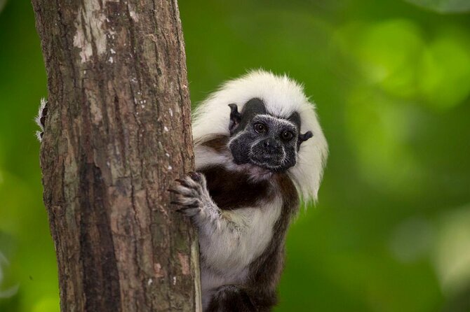 Exotic Wildlife and Birdwatching Safari at Parrot Foundation - Good To Know